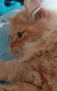 گربه نژاد چین چیلا