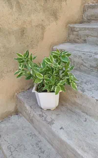 گل پنجه پری وپدیلانتوس ابلق واصل