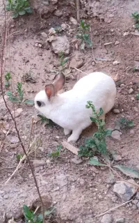 خرگوش سفید خانگی