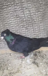 کبوتر ذاغ چشم نک سفید