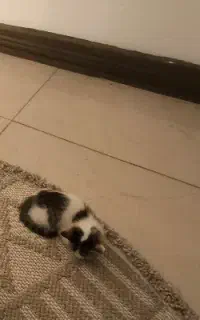 بچه گربه رایگان