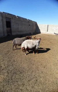 قوچ همو