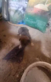 توله سگ پاکوتاه