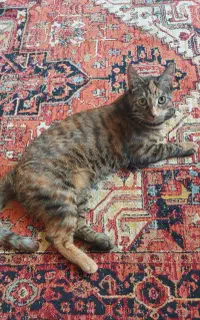 واگذاری گربه
