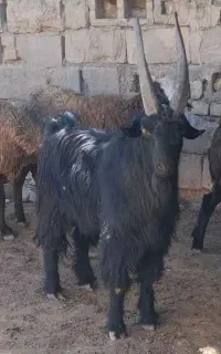 بزغاله دبری