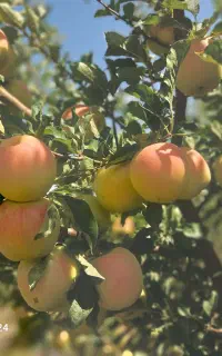 خریدار سیب درختی دماوند
