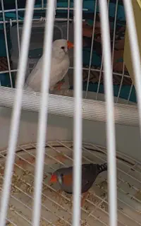 یک جفت فنچ نر و ماده