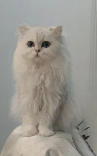 نر بریتیش لانگ هیر برای جفت گیری