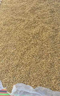 خشک بار  (توت)