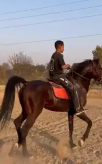 نریان ۶دانگ دمگیر