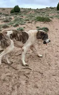 فروش سگ الابای