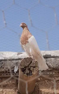 کله زرد زینتی ،جوجه گرگی پرشی