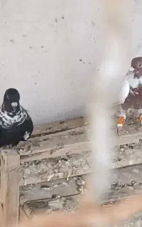 امی