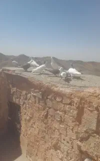 چندتا‌جوانه‌سالم‌دونه۲۰۰