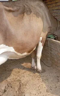 یک عدد گاو شیری جوان