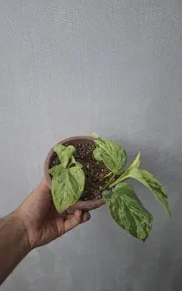 پتوس‌ مرمری و سبز