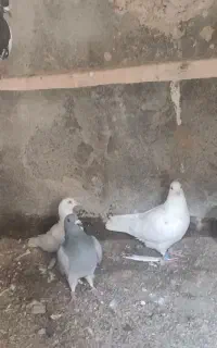 کفتر