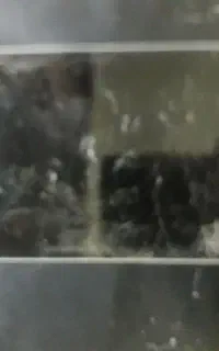 گوشی ال جی باتری جی۲
