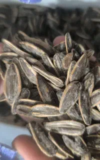 تخمه درشت