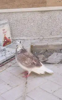 کبوتر