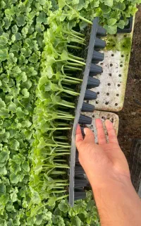 نشا هندوانه خربزه و گوجه