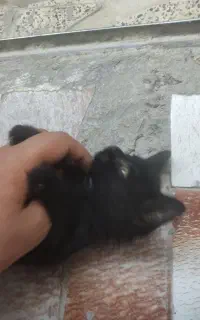 واگذاری گربه