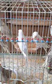 مرغ عشق