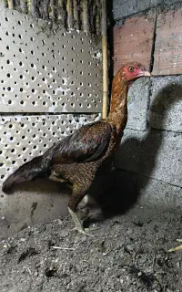 مرغ لاری نسل ِدار اصل اصل