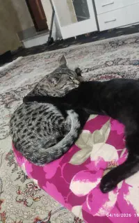 واگذاری گربه خونگی
