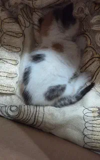 نگهداری بچه گربه