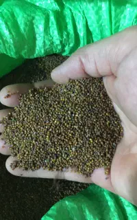 بذر خردل شیرازی