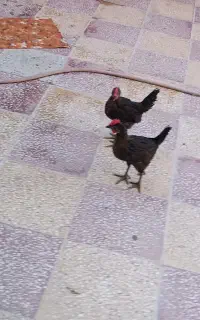 فروش سه عدد جوجه محلی سه ماهه