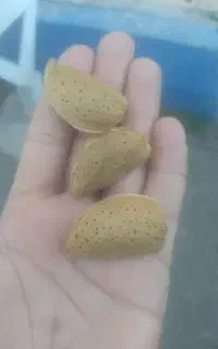 فروش بادام یاماگا