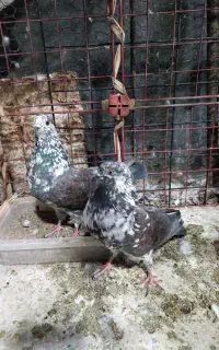 کقتر سرور.ماده