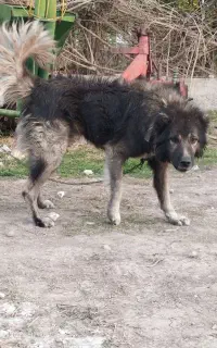 سگ بومی  واگذار