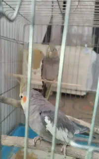 عروس هلندی