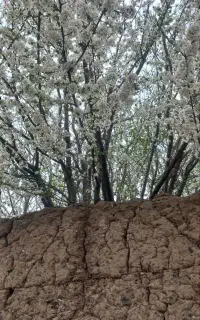 زمین برای کاشت