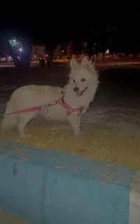 سگ.