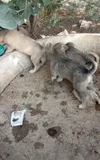 سگ اصیل واگذار میشود