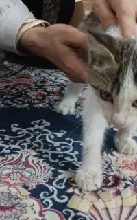 واگذاری بچه گربه