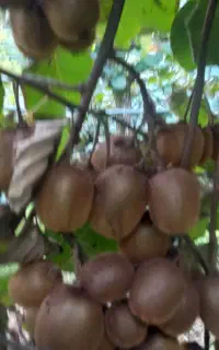خرید کیوی سردرختی