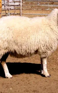 اسب قصاب هستم