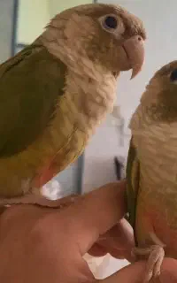 گمشده...