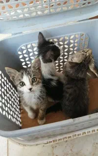 گربه