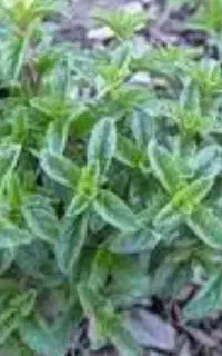تره کوهی+ یملیک+ پونه کوهی