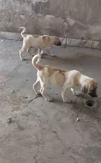 یک جفت توله سرابی اصیل