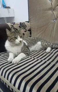 (گربه)واگذاری رایگان