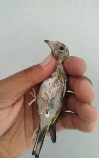 سهره دالاهو معاوضه قلیان
