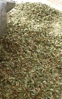 برگ حنا برای فروش