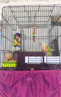 طوطی گرینچیک